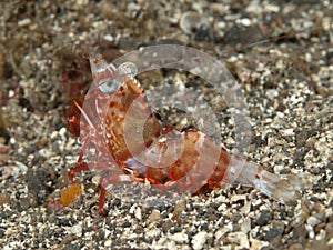 Reticulated Hinge-Beak Shrimp