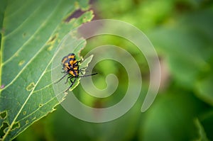 Reticulated Netwinged Beetle