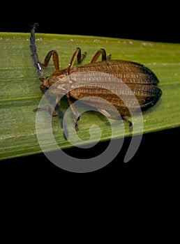 Reticulated netwinged beetle walking on a leaf