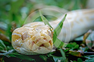 reticulated phyton on the grass