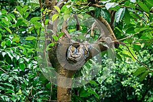 reticulated phyton on the trees