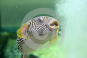 Reticulated pufferfish