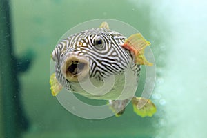 Reticulated pufferfish