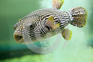 Reticulated pufferfish