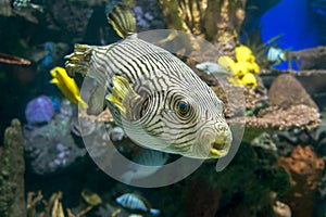 Reticulated pufferfish Arothron reticularis - sea and ocean tropical fish