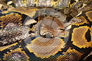 Reticulated python photo