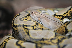 Reticulated python