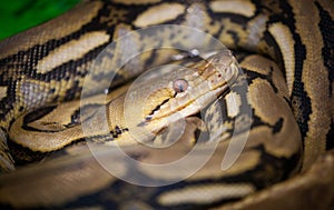 Reticulated python