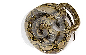 Reticulated Python