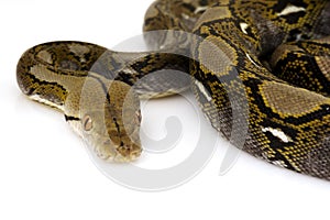 Reticulated Python photo