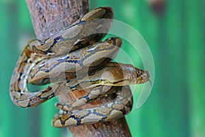 A reticulated python is basking in a dry tree trunk.