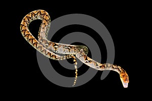 Reticulated Python on black