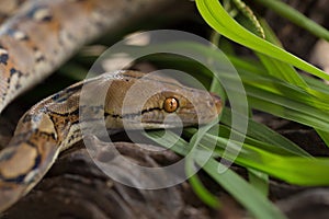 Reticulated python, Boa constrictor snake on tree branch photo