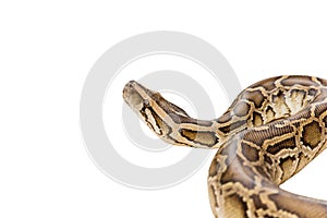 Reticulated Python or Boa isolate on white background with clipping path