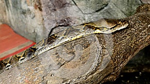 Reticulated Python on a Branch