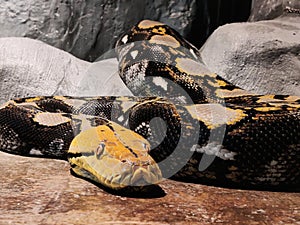 Reticulated Python close up looking to camera , Malayopython reticulatus