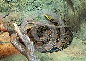 Reticulated python coiled at the Dallas City Zoo in Texas.