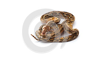 Reticulated python isolated on white background
