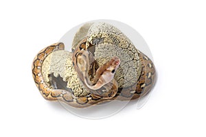 Reticulated python isolated on white background