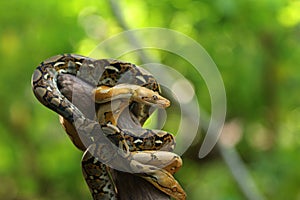 The reticulated python (Malayopython reticulatus)