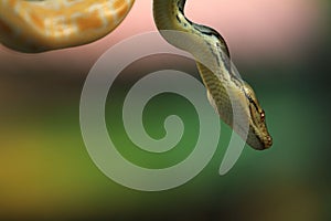 The reticulated python (Malayopython reticulatus)