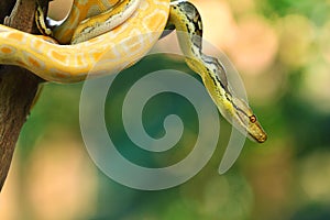 The reticulated python (Malayopython reticulatus)