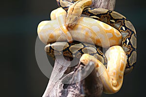 The reticulated python (Malayopython reticulatus)