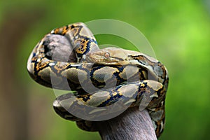 The reticulated python (Malayopython reticulatus)