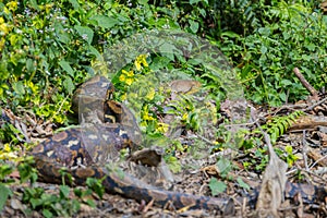 Reticulated python(Malayopython reticulatus)