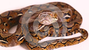 The reticulated python Malayopython reticulatus isolated on white background.