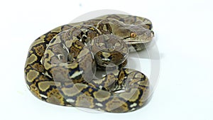 The reticulated python Malayopython reticulatus isolated on white background.