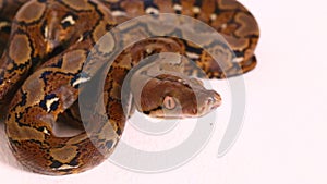 The reticulated python Malayopython reticulatus isolated on white background.