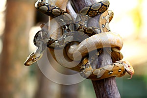 The reticulated python (Malayopython reticulatus)