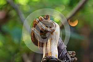 The reticulated python (Malayopython reticulatus)