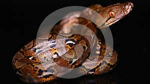 Reticulated Python Malayopython reticulatus snake isolated on black background.