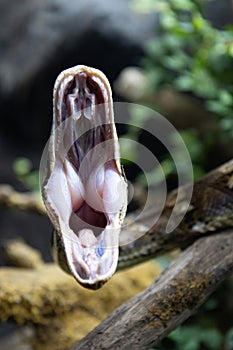 Reticulated python (Malayopython reticulatus) snake sometimes known as Royal Python or Ball Python