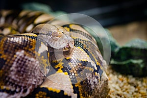 Reticulated python nonvenomous snake serpent coiled up longest in world