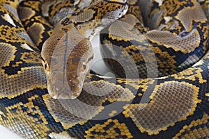 Reticulated Python Python reticulatus