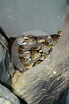 Reticulated Python (Python reticulatus)