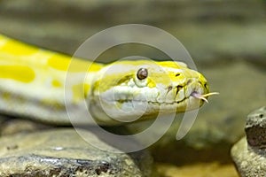 Reticulated python. Python reticulatus.