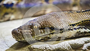 Reticulated python Python reticulatus photo