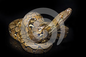 Reticulated Python Python reticulatus isolated on black