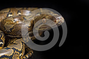 Reticulated Python Python reticulatus isolated on black