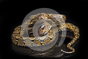 Reticulated Python Python reticulatus isolated on black