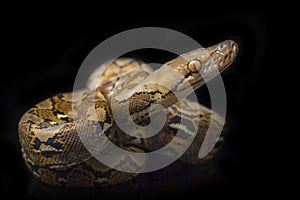 Reticulated Python Python reticulatus isolated on black