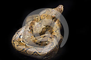 Reticulated Python Python reticulatus isolated on black