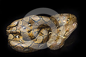 Reticulated Python Python reticulatus isolated on black