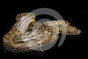 Reticulated Python Python reticulatus isolated on black