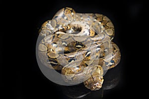 Reticulated Python Python reticulatus isolated on black