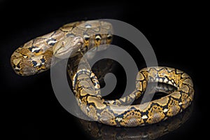 Reticulated Python Python reticulatus isolated on black